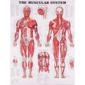 Poster Anatomia humana