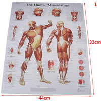 Poster Anatomia humana
