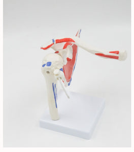 Modelo de articulación de hombro humano Flexible y desmontable.