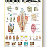 Póster Anatomía y enfermedades humanas 