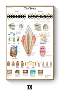 Póster Anatomía y enfermedades humanas 