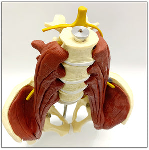 Vertebras lumbares- pelvis con músculos