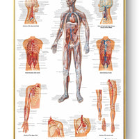 Póster de patologías humanas 