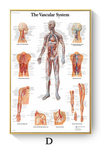 Póster de patologías humanas 