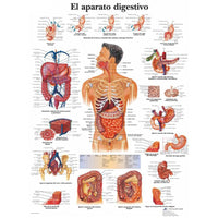 Poster Anatomia humana
