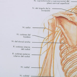 Poster Anatomia humana