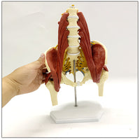 Vertebras lumbares- pelvis con músculos
