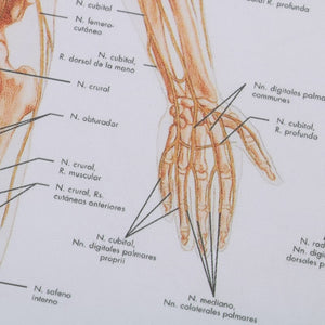 Poster Anatomia humana