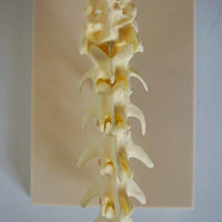 Anatomia de columna vertebral canina