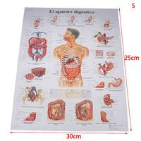 Poster Anatomia humana
