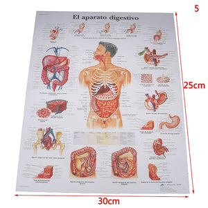 Poster Anatomia humana