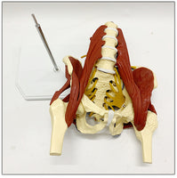 Vertebras lumbares- pelvis con músculos
