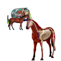 Anatomía de caballo de visión 4D
