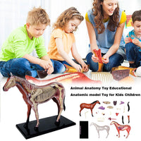 Anatomía de caballo de visión 4D
