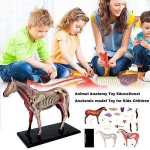 Anatomía de caballo de visión 4D