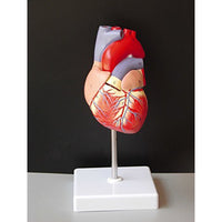 Modelo anatomico de modelo de corazon humano (Ensamblable)