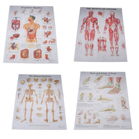 Poster Anatomia humana
