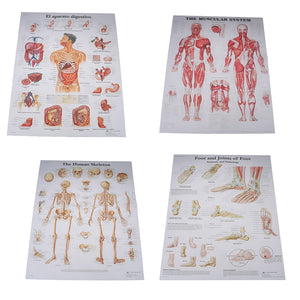 Poster Anatomia humana