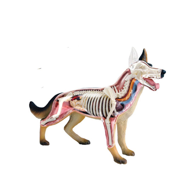 Modelo Anatomico 4D perro.