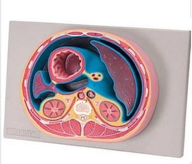 Modelo anatómico sección transversal de la cavidad Abdominal