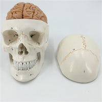 Cráneo humano  con cerebro