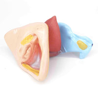 Modelo anatómico de perineo