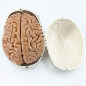 Cráneo con cerebro