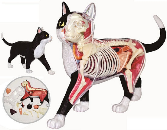 Modelo anatomia de gato blanco y negro 4D