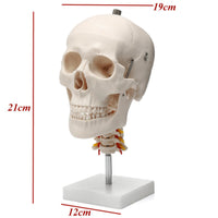 Modelos Anatomicos
