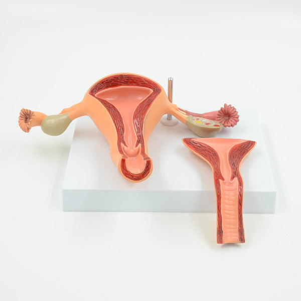 Modelo Anatomic Utero femenino (Saludable)