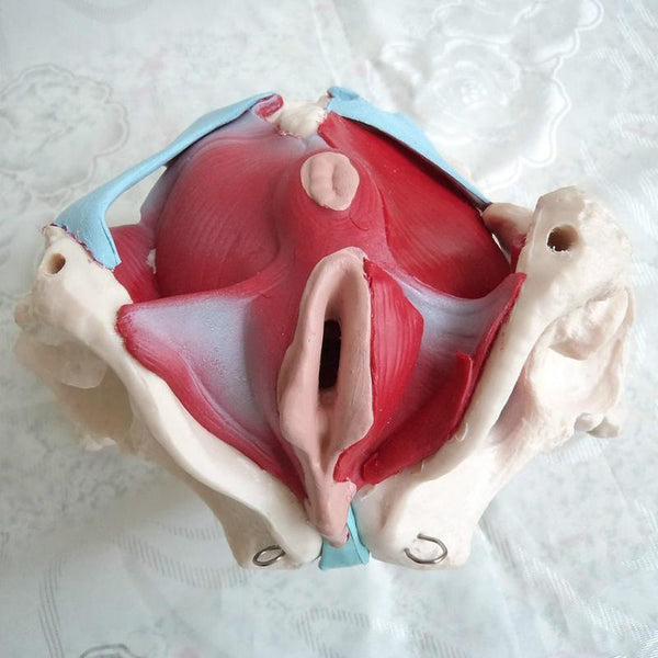 Modelo desmontable de Pelvis Femenina