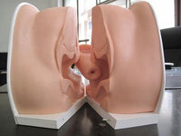 Modelo genital del cuello uterino 

