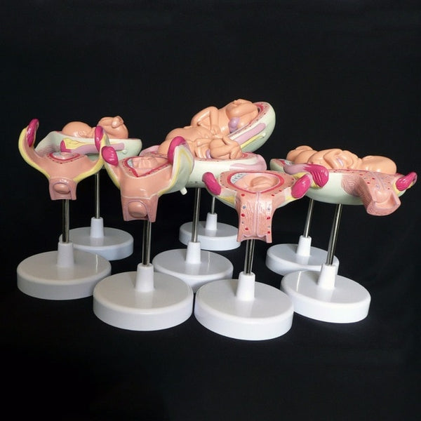 Kit modelo anatómico de desarrollo Fetal humano