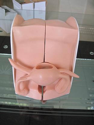 Modelo genital del cuello uterino 