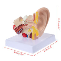 Modelo Anatomico Oido Humano Escala 1:5
