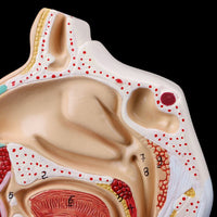 Modelo anatomia de cavidad nasal humana
