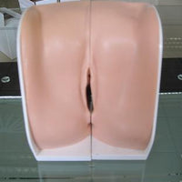 Modelo genital del cuello uterino 