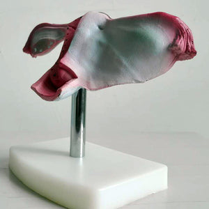 Modelo uterino, anatomía femenina