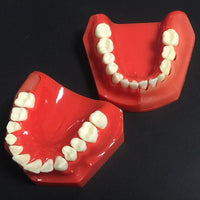 Modelo de reemplazo de dientes caducifolios para niños
