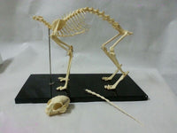 Modelo esqueleto Gato / Perro

