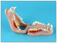 Anatomia Patologia dental canina
