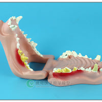 Anatomia Patologia dental canina