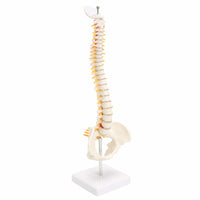 Modelo anatomia de columna vertebral humana con Pelvis 
