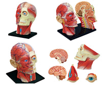 Modelo Anatomico cabeza
