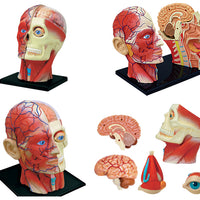 Modelo Anatomico cabeza