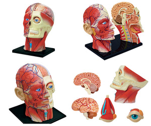 Modelo Anatomico cabeza