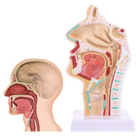 Modelo anatomia de cavidad nasal humana
