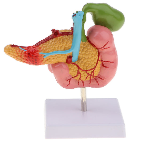 Modelo patologias  de páncreas humano duodeno vesícula 