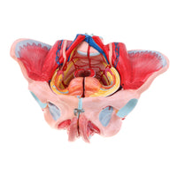 Modelo anatómico médico pelvis femenina
