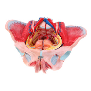 Modelo anatómico médico pelvis femenina